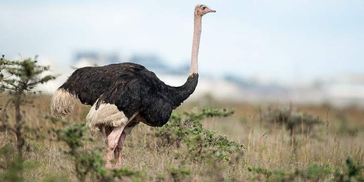 4-Day Secrets of Samburu Mid Range Fly-in Safari