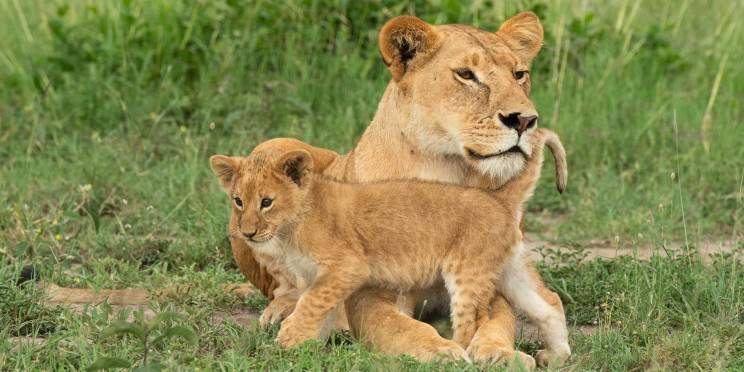 3-Day Tsavo East & West NP Private Luxury Safari by Jeep