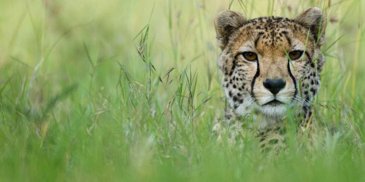 3-Day Meru Midrange Private Exotic Safari