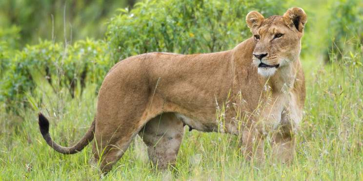 ½-Day Nairobi National Park Tour in Kenya
