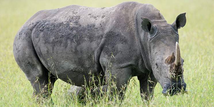 3-Day Tsavo East & Tsavo West Safari from Diani/Mombasa