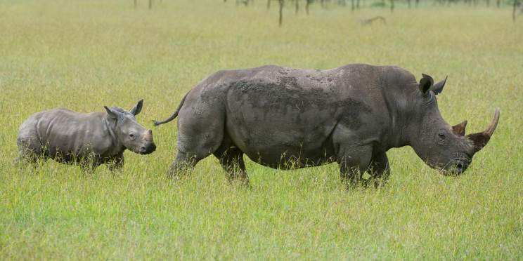 12-Day Kenya & Tanzania Budget Wildlife Safari Experience