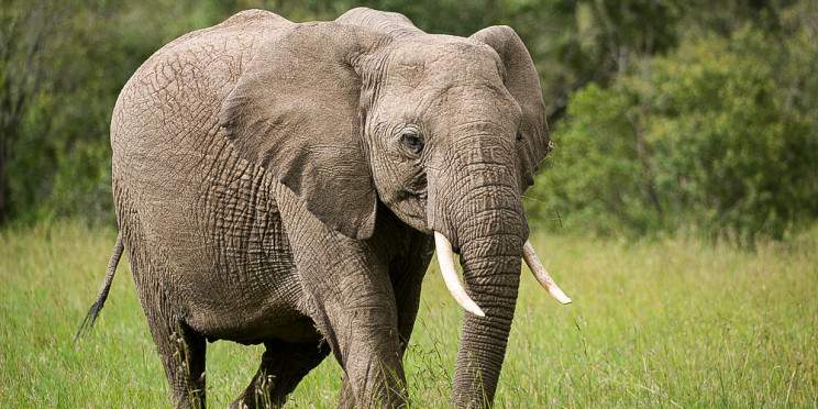 10-Day Combined Kenya & Tanzania Luxury Safari