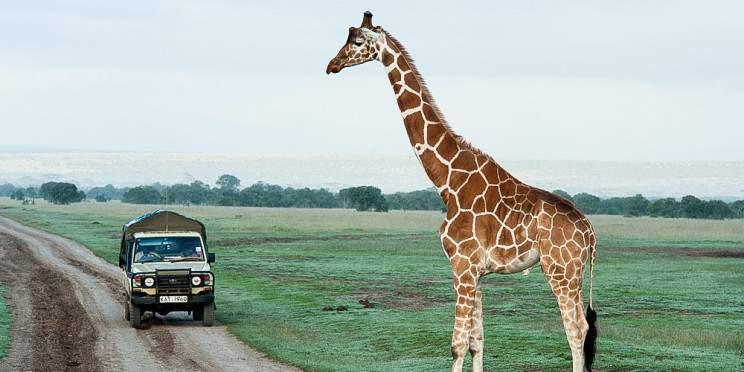 6-Day Symphony of Wildlife & Landscape in a Mini Van