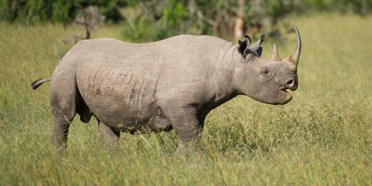 14-Day Jewel of African Safari Maasai Mara and Serengeti