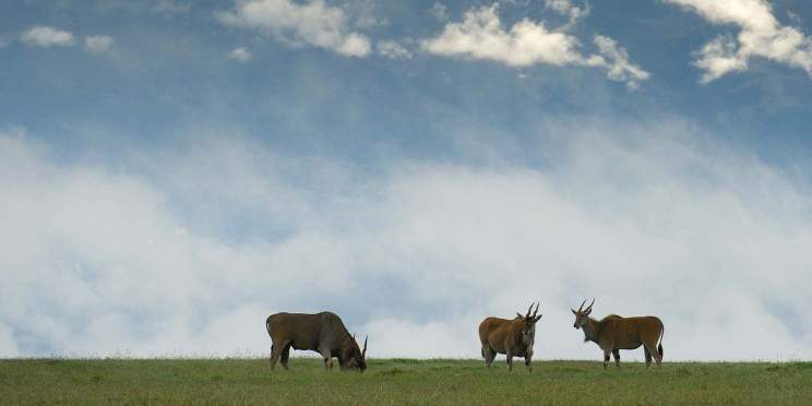 8-Day Epic Experience Safari
