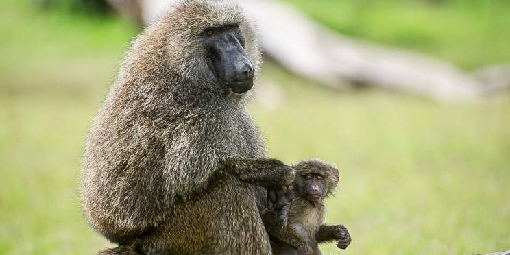 6-Day Safari - from Samburu's Special Five to Ol Pejeta