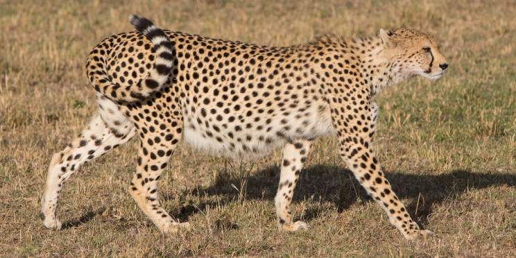 7-Day Kenya Safari & Sea Escape