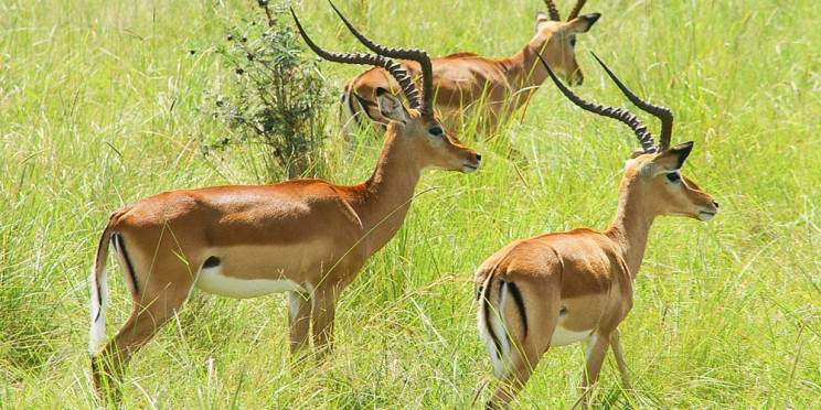 14-Day 4x4 Photographers Choice Group Shared Safari