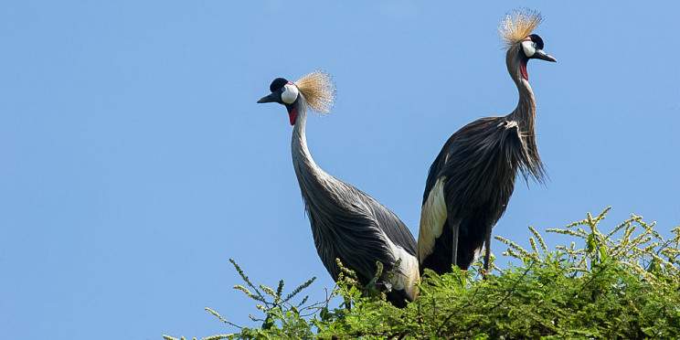5-Day Amboseli and Masai Mara Flying Luxury Kenya Safari