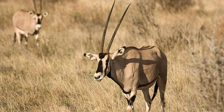 4-Day Northern Kenya Midrange Safari