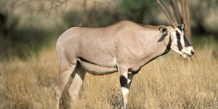 5-Day Northern Kenya Frontier Midrange Safari