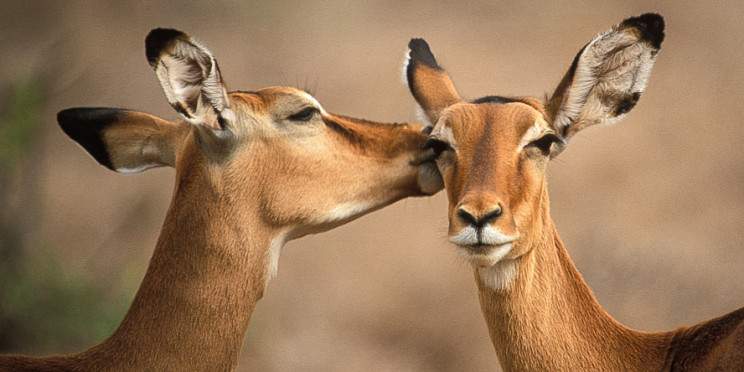 8-Day The Finest Family Wildlife Vacation