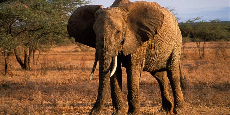 2-Day Safari to Amboseli National Park- Land of Giants