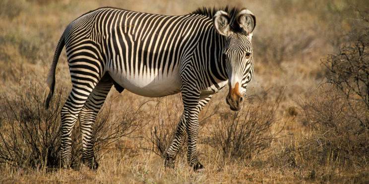 7-Day Classic Kenya Safari & Northern Frontier