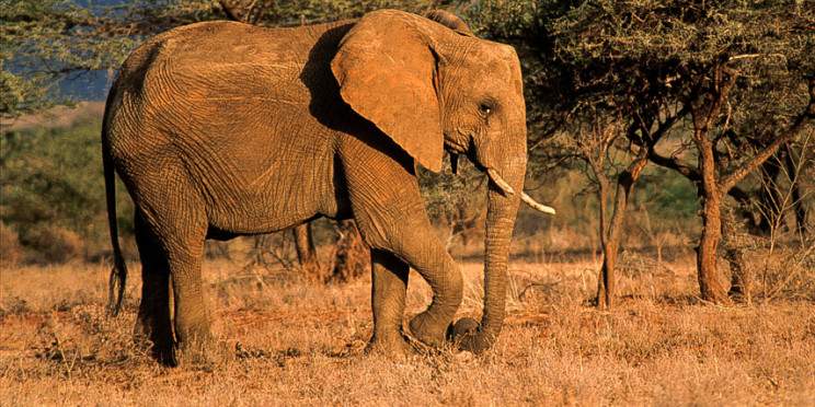 4-Day Taita Hills, Tsavo West and Amboseli Safari