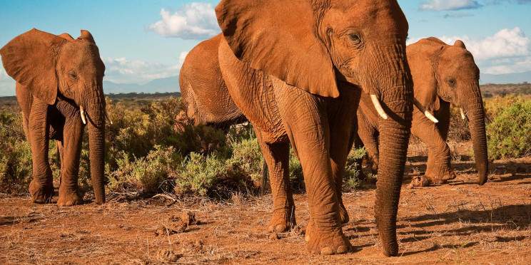 3-Day Tsavo East & Tsavo West Big Five Safari