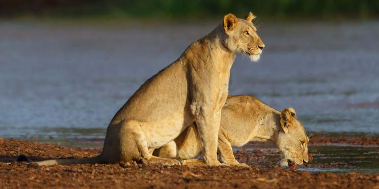 6-Day Northern Circuit-Samburu NR, Meru NP & Olpejeta