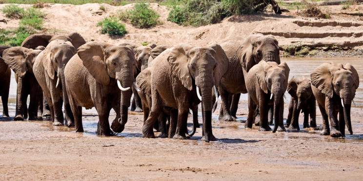 4-Day Maasai Mara to Samburu NP Globetrotter Safari