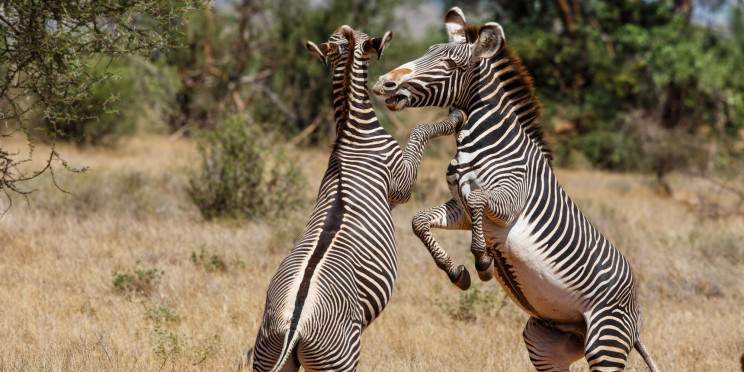3-Day Samburu Safari Escape – the Home of Special Five