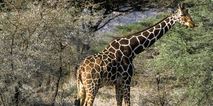 7-Day Remarkable Private Safari