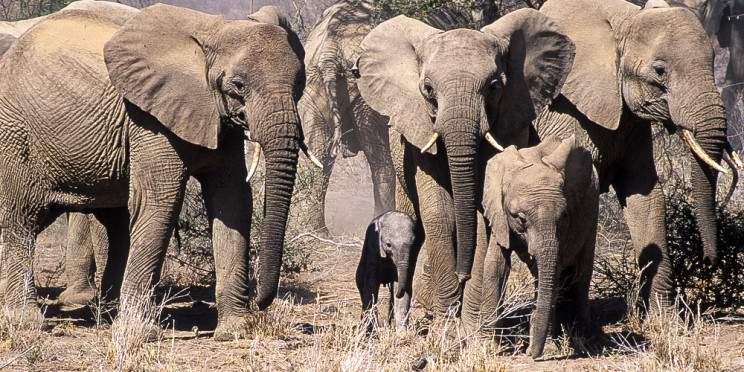5-Day Personalized Safari Journey
