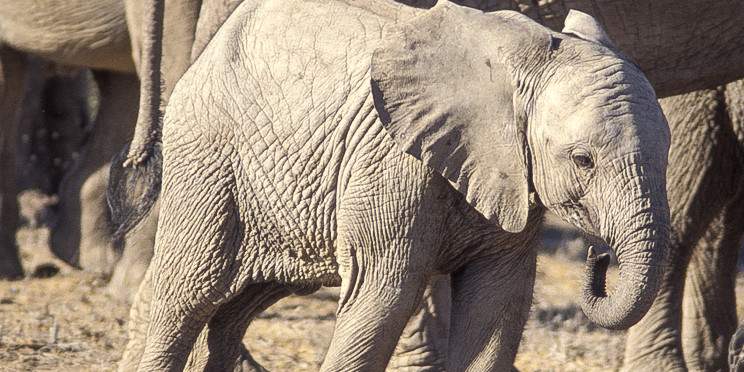 4-Day Exclusive Escapes in Kenya's Private Conservancies