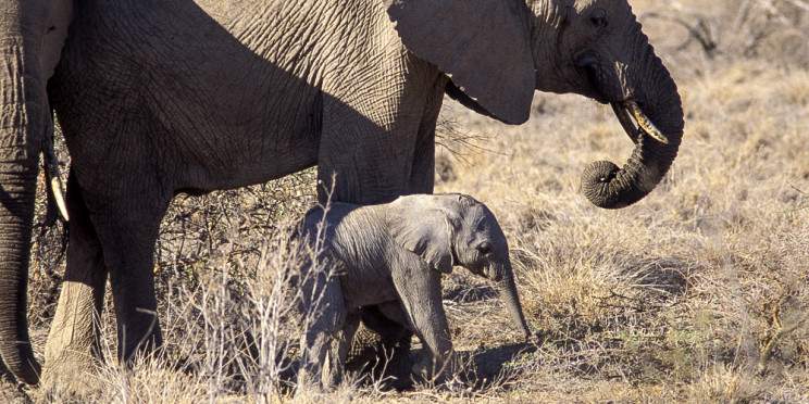 3-Day Game Drives in Tsavo East and Mombasa Island Tour