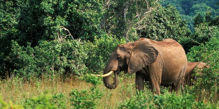 1-Day Private Tour to Shimba Hills from Diani with a Van