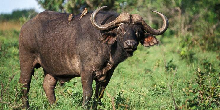 3-Day Adventure in Masai Mara