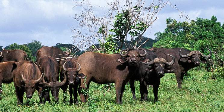 2-Day Tsavo East & Tsavo West National Park