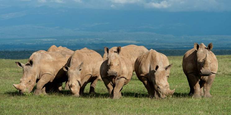 11-Day Kenya & Tanzania Comb Safari