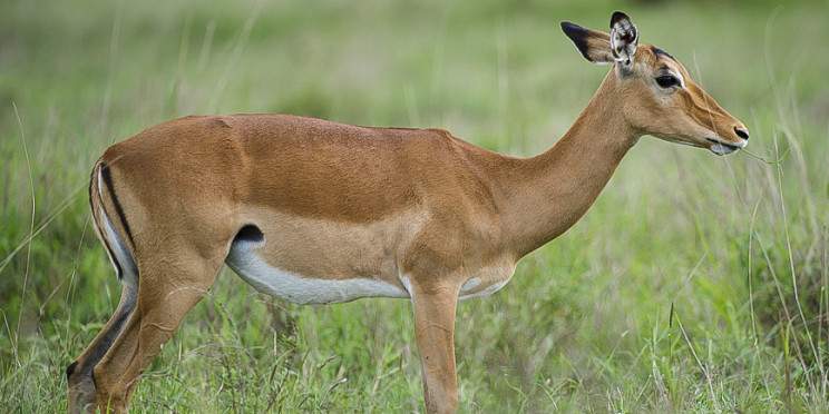 9-Day Magnificent Kenyan Wildlife Escapade in a Mini Van