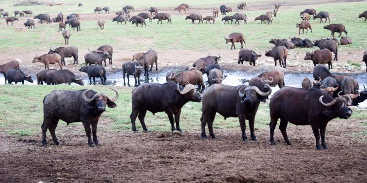 8-Day Kenya & Tanzania Group Joining Safari