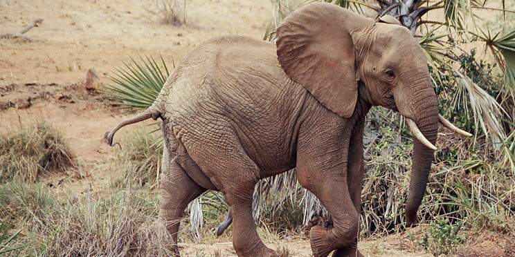 4-Day Tsavo-Amboseli Great Trail Mid Range 2026-27