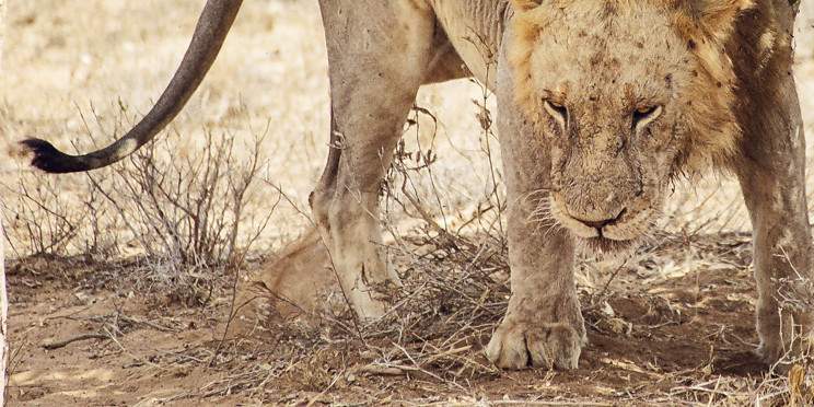 5-Day Wild Trails of Tsavo & Amboseli Safari