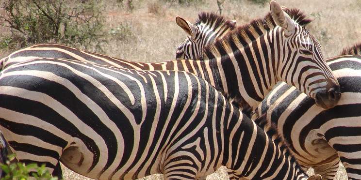 4-Day Tsavo Amboseli Taita Hills Safari from Mombasa