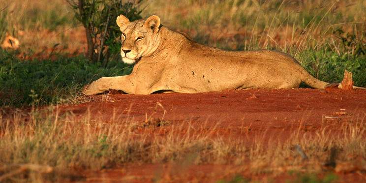 2-Day Tsavo East Safari Adventure from Mombasa