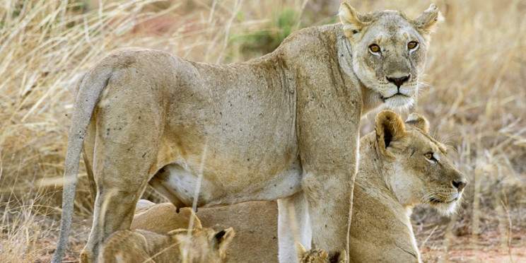 3-Day Tsavo East & West Private Safari by a Van or Jeep