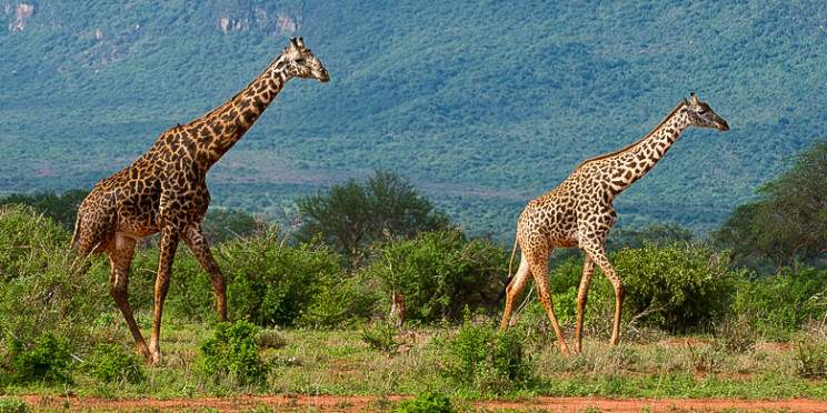 7-Day Affordable Top Unique Kenya Safari Highlight