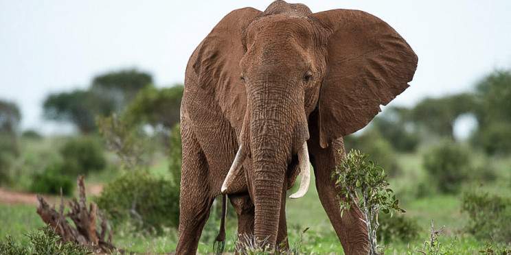 6-Day Ultimate Safari Odyssey