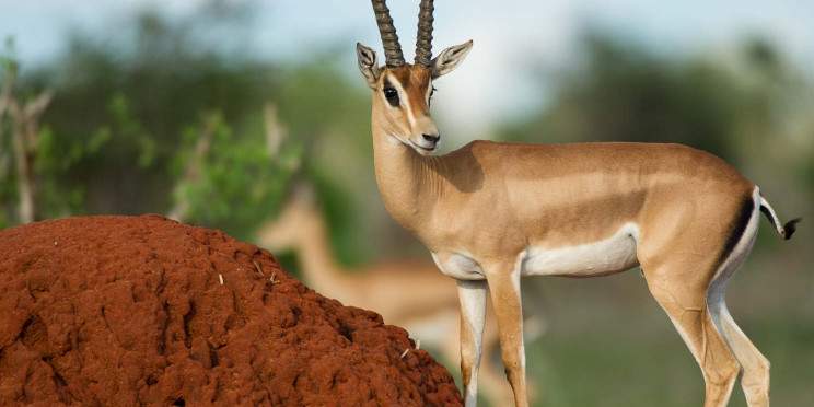 3-Day Tsavo East Escape from Diani Beach