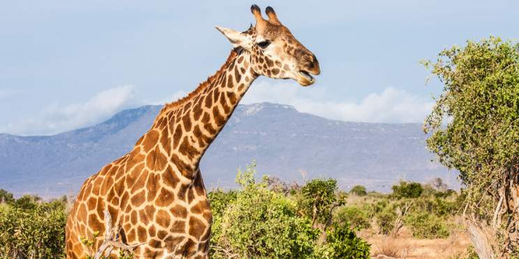 2-Day Mombasa Tsavo East Safari