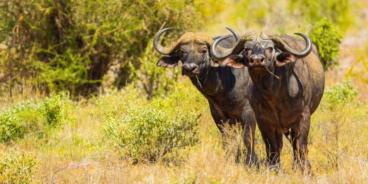 4-Day Amboseli-Tsavo East-Mombasa Road & Train Adventure