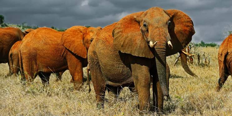 8-Day Legendary Amboseli, Tsavo & Diani Mid-Range Safari