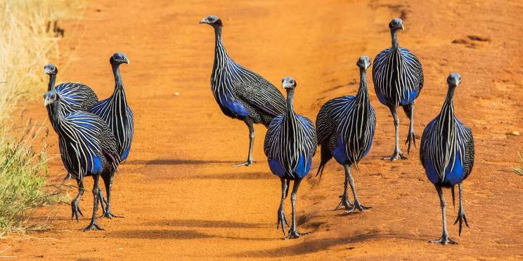 5-Day Tsavo & Amboseli Coastal Safari Adventure