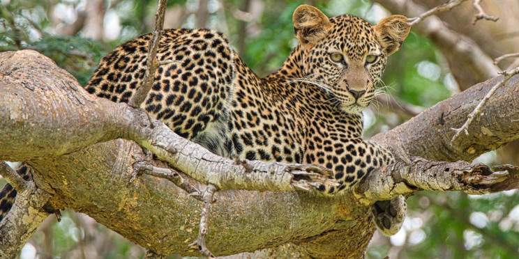 8-Day Amboseli, Tsavo & Coastal Bliss