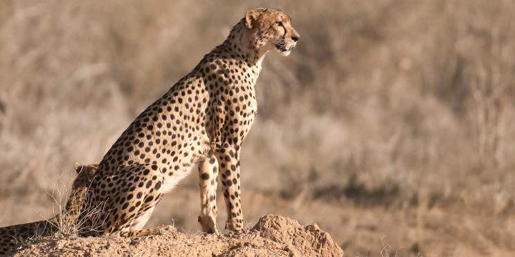 3-Day Tsavo East Safari Escape from Watamu/Malindi