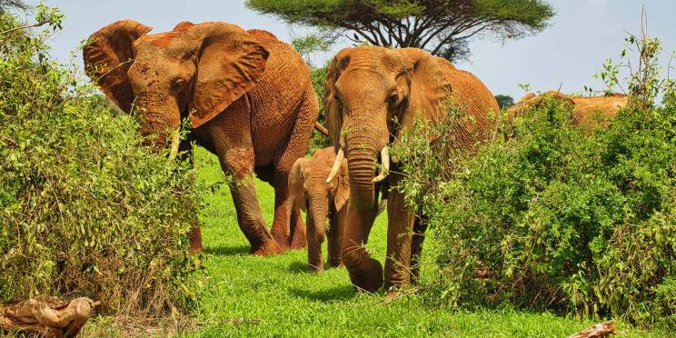 2-Day Overnight Mt Kilimanjaro/Amboseli Experience