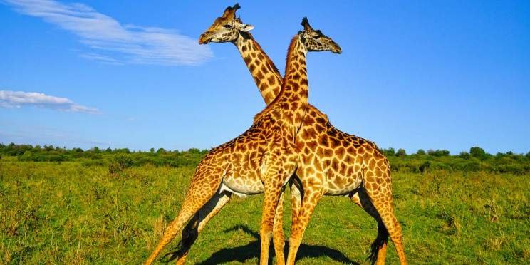 2-Day Safari to Tsavo East Using a Safari Land Cruiser